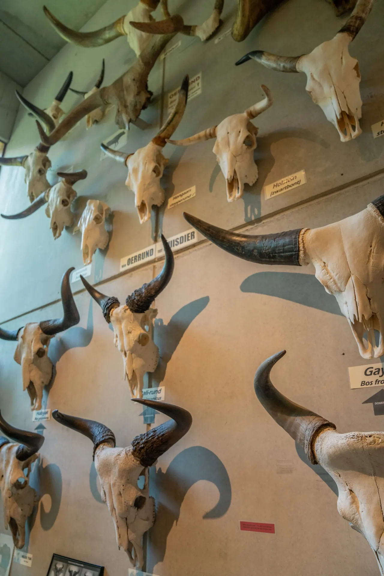 Een wand vol dierenschedels in de collectie van MuseOs.
