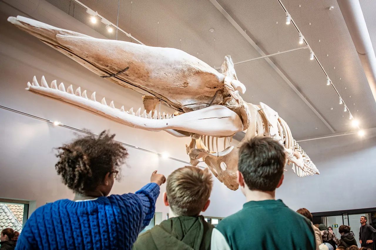 Bezoekers kijken omhoog naar het skelet van potvis Valentijn in het NAVIGO-museum.