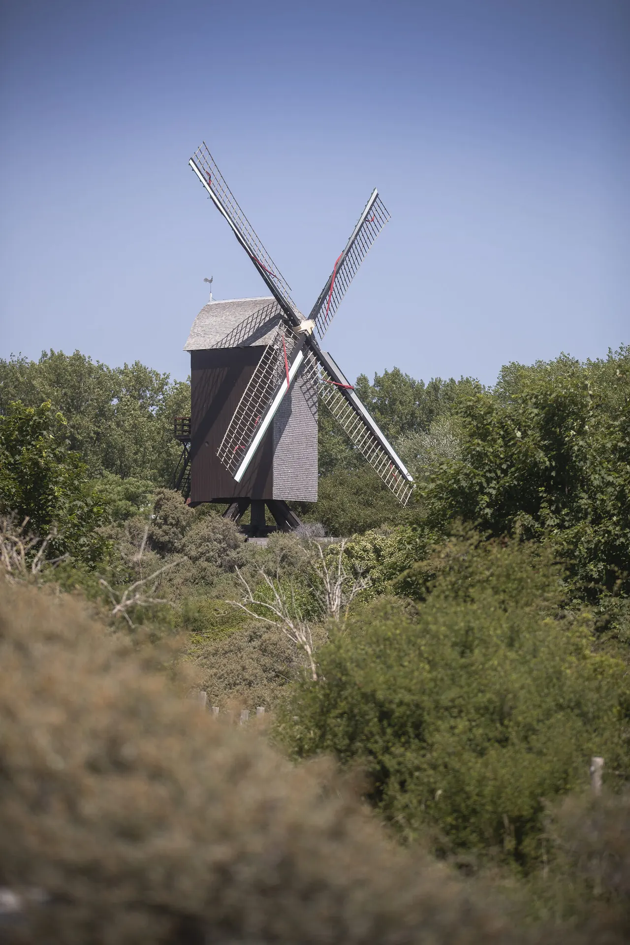 De Zuid-Abdijmolen, een houten staakmolen, boven het duinlandschap.